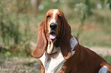 BASSET HOUND 186